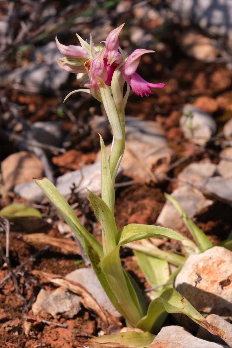 Ultime orchidee per quest''anno - Dalla Grecia con passione